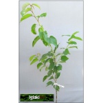 Prunus avium Sylwia - Czereśnia Sylwia FOTO 