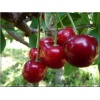Prunus avium Techlovan - Czereśnia Techlovan ® C5 60-120cm 