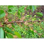 Prunus avium Techlovan - Czereśnia Techlovan ® FOTO 