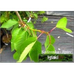 Prunus avium Techlovan - Czereśnia Techlovan ® FOTO 