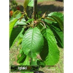 Prunus avium Vanda - Czereśnia Vanda ® FOTO 