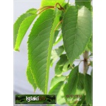 Prunus avium Vanda - Czereśnia Vanda ® C5 60-120cm