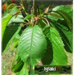 Prunus avium Vanda - Czereśnia Vanda ® balotowana 60-120cm