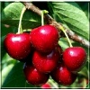 Prunus avium Vanda - Czereśnia Vanda ® balotowana 60-120cm