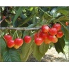 Prunus avium Vega - Czereśnia Vega balotowana 60-120cm 