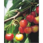 Prunus avium Vega - Czereśnia Vega FOTO 