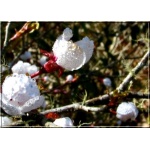 Prunus cerasifera Hessei - Śliwa wiśniowa Hessei - białe FOTO