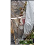 Prunus cerasifera Hollywood - Śliwa wiśniowa Hollywood - biało-różowe FOTO