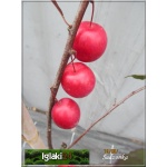 Prunus cerasifera Hollywood - Śliwa wiśniowa Hollywood - biało-różowe FOTO