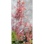 Prunus Cerasifera Woodii - Śliwa Wiśniowa Woodii - różowe FOTO