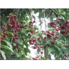 Prunus cerasus Debreceni Botermo - Wiśnia Debreceni Botermo balotowana 60-120cm 