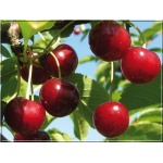 Prunus cerasus Groniasta - Wiśnia Groniasta FOTO