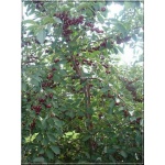 Prunus cerasus Groniasta - Wiśnia Groniasta balotowana 60-120cm 