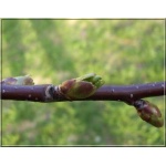 Prunus cerasus Groniasta - Wiśnia Groniasta balotowana 60-120cm 