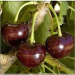 Prunus cerasus Lucyna - Wiśnia Lucyna FOTO 