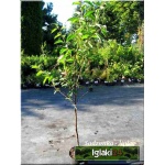 Prunus cerasus Lucyna - Wiśnia Lucyna C5 60-120cm