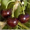 Prunus cerasus Lucyna - Wiśnia Lucyna balotowana 60-120cm 