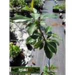 Prunus cerasus Lucyna - Wiśnia Lucyna C5 60-120cm