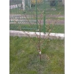 Prunus cerasus Łutówka - Wiśnia Łutówka balotowana 60-120cm 