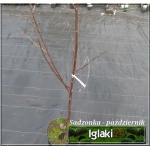 Prunus cerasus Łutówka - Wiśnia Łutówka FOTO 