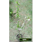 Prunus cerasus Łutówka - Wiśnia Łutówka C5 60-120cm