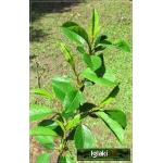 Prunus cerasus Łutówka - Wiśnia Łutówka C5 60-120cm