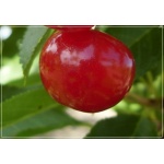 Prunus cerasus Nefris - Wiśnia Nefris balotowana 60-120cm