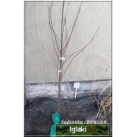 Prunus cerasus Pandy - Wiśnia Pandy balotowana 60-120cm