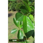 Prunus cerasus Pandy - Wiśnia Pandy C5 60-120cm