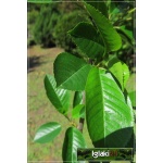 Prunus cerasus Pandy - Wiśnia Pandy FOTO 