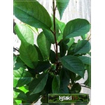Prunus cerasus Pandy - Wiśnia Pandy C5 60-120cm