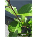Prunus cerasus Pandy - Wiśnia Pandy balotowana 60-120cm