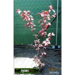 Prunus cistena - Śliwa dziecięca - jasnoróżowe FOTO