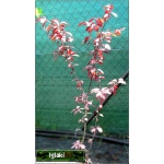 Prunus cistena - Śliwa dziecięca - jasnoróżowe FOTO