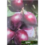 Prunus domestica Brzoskwiniowa - Śliwa Brzoskwiniowa FOTO 