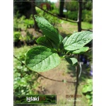 Prunus domestica Brzoskwiniowa - Śliwa Brzoskwiniowa C5 60-120cm 