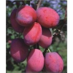 Prunus domestica Cacanska Rana - Śliwa Cacanska Rana ® FOTO 
