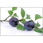 Prunus domestica Diana - Śliwa Diana FOTO