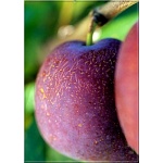Prunus domestica Diana - Śliwa Diana FOTO