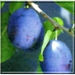 Prunus domestica Earliblue - Śliwa Earliblue FOTO