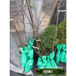 Prunus domestica Haganta - Śliwa Haganta FOTO 