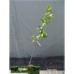 Prunus domestica Haganta - Śliwa Haganta C5 60-120cm