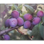 Prunus domestica Herman - Śliwa Herman FOTO 