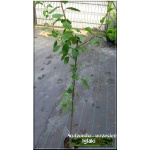 Prunus domestica Herman - Śliwa Herman C5 60-120cm 
