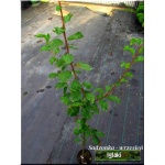 Prunus domestica Herman - Śliwa Herman C5 60-120cm 