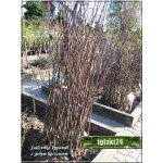 Prunus domestica Jubileum - Śliwa Jubileum FOTO