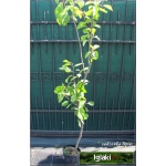 Prunus domestica Mirabelka z Nancy - Śliwa  Mirabelka z Nancy C5 60-120cm