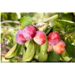 Prunus domestica Opal - Śliwa Opal FOTO