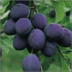 Prunus domestica President - Śliwa President C5 60-120cm 