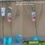Prunus domestica President - Śliwa President balotowana 60-120cm 
